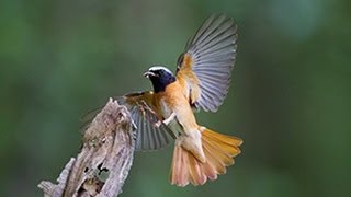 BTO Bird ID  Redstarts [upl. by Remy294]