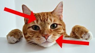 26 Surprising Facts About TABBY CATS [upl. by Alderson]