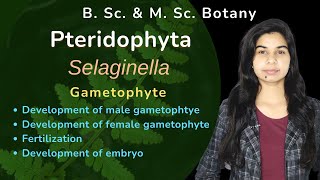 Pteridophyta  Selaginella  Gametophyte  Botany  B Sc amp M Sc [upl. by Ellicec]