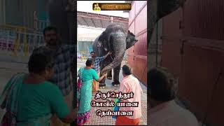 tiruchendur temple elephant [upl. by Maier]