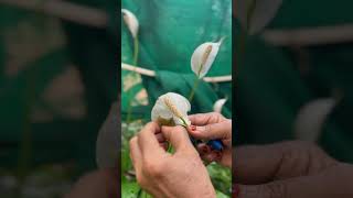 Peace Lily  പീസ് ലില്ലി  Beevis Corner  ബീവീസ് കോർണർ [upl. by Meridel]