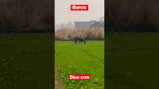 नीलगाय l जंगली गाय l nilgai ka shikar l blue horse hunting l nilgai hunting shorts shortvideo [upl. by Lise557]