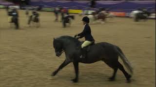 HOYS 2023 Mountain amp Moorland Championship Part 1 [upl. by Fransis317]