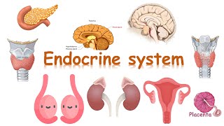 Endocrine system Histology [upl. by Nitsrik]