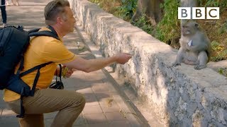 Why are these monkeys stealing from tourists  Worlds Sneakiest Animals  BBC [upl. by Keese]