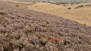 Working Cocker Spaniel Midge hunting rabbits [upl. by Caiaphas]