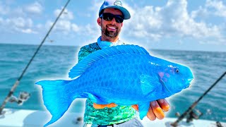 Searching for the Elusive Blue Parrotfish [upl. by Ennoirb]