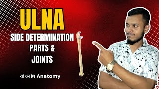 Ulna Anatomy in Bangla  বাংলায় আলনা [upl. by Formica]