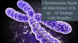 NonMendelian Inheritance Ch 12  AP Biology with Brantley [upl. by Lore152]