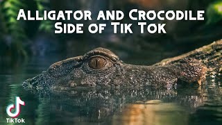 Alligator AND Crocodile Side of Tik Tok [upl. by Pax]