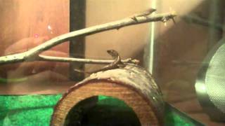 Brown Anole care [upl. by Gwynne194]