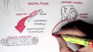 Myology  Introduction Skeletal Cardiac Smooth Muscles [upl. by Malliw]