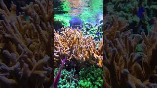 David Saxby amazing Reef Tank reefkeeping saltwateraquarium reef2reef [upl. by Kirad]