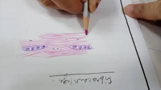 Learn to draw fibro cartilage histology diagram [upl. by Cocks]