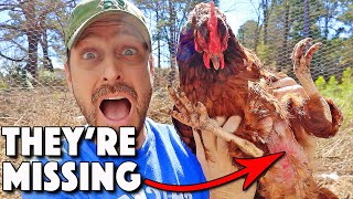 Chickens Molting Or Something Else 9 REASONS Chickens LOSE Feathers And What To Do About It [upl. by Rowen]