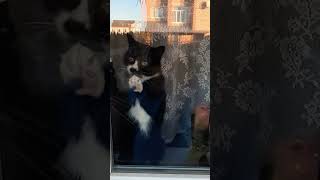 Teasing the cat through the kitekat window cats kitekat spottedcat blackampwhitecat [upl. by Benedix150]