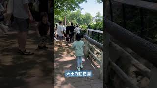 天王寺動物園に行ってきた！天王寺動物園 tennoji tennojizoo 動物園 zoo osaka 大阪観光 子連れスポット kidsplay ショート動画 ぶらり珍道中 [upl. by Primrosa]