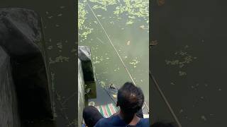 Hat chip diya pukur thake mach dhora🎣 shortsvideo fish besthookfishing justfishing shortvideo [upl. by Ahsropal510]