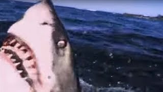 Great White Shark ATTACK  Predators  BBC Earth [upl. by Gosselin]