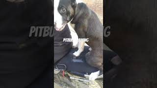 dogloverdogbreed pitbull traininglowprice doberman shortvideo [upl. by Ahtnammas]