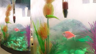 Swim Bladder Disease in Aquarium fish GloFish  Treatment options Tetra lifeguard  Feeding Peas [upl. by Fachini]