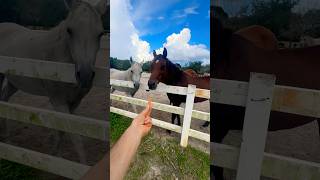 Subscribe for support and like the videoThanks 🥰🥰 horse [upl. by Dnomde]