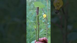 Double Rootstock grafting graft grafting viral [upl. by Docila]