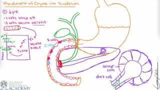 Duodenum and Accessory Organs [upl. by Martinson]