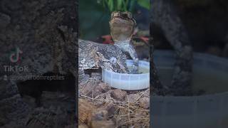 Gargoyle Geckos Eating 💚 [upl. by Eetnwahs]