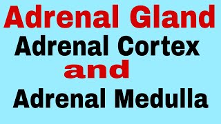 Adrenal glandAdrenal CortexAdrenal MedullaTGTPGTNEET For Class 11th 12thBscMSc Biology [upl. by Ajile]