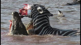 Zebras face ripped off by crocodiles crossing Mara river on Safari in Kenya [upl. by Annaierb]