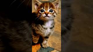 Cute Little Kitten Is Angry Meowing 😻🐾🐰💜 babykittens meow meowingtons ytpets cute [upl. by Enniroc]