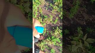 NORMAL irrigation PUMP SPRAY IN UDAD farmer farming youtube video [upl. by Annmaria979]