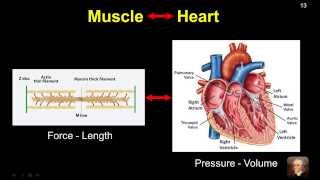 Basic Hemodynamic Principles Viewed Through Pressure Volume Relations Part 1 [upl. by Ayerdna]