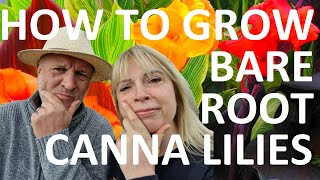 How to Plant and Grow BareRoot Canna Lilies [upl. by Rolan136]