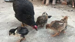 The 28dayold chicks happily follow their mother hen to forage [upl. by Angelia460]