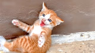 Please dont bother me  Cute kitten hissing and growling videos [upl. by Redliw]