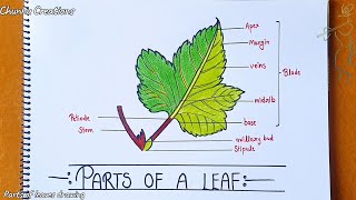 Parts of a Leaf drawing  how to draw parts of leaf  leaf drawing step by step [upl. by Bowler]