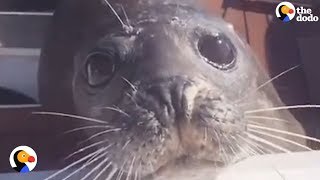 Seal Chased By Hungry Orcas Jumps on Boat  The Dodo [upl. by Kirby]