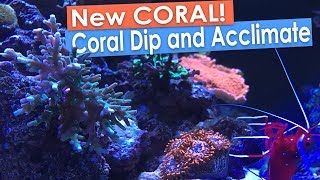 New Coral Frags Coral RX Dip and Coral Acclimation [upl. by Nauwtna]