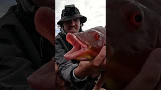 Monster Pigfish Rock Fishing [upl. by Halonna]