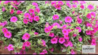 A Million Blooms with Million Bells® Calibrachoa [upl. by Airamasor]