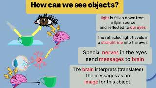 Concept 3 part 2 primary 4 light reactiontypes of materials how we seehumans ampanimals communicate [upl. by Ihsoyim]