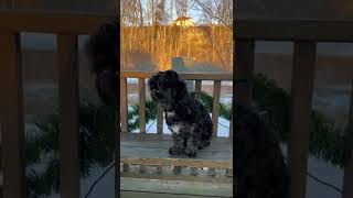 A black shih poo barking animalshorts funnyanimals Subscribe channel [upl. by Nwatna]