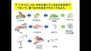 小６理科（大日本図書）生物どうしの関わり [upl. by Attiuqram]