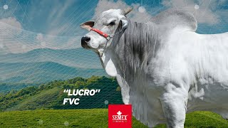 Lucro FVC [upl. by Burrton]