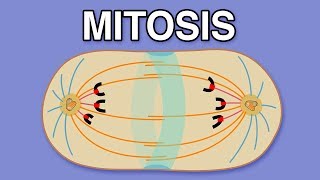 MITOSIS CYTOKINESIS AND THE CELL CYCLE [upl. by Lietman820]