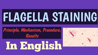 Flagella StainingTypes of flagellaPrincipleProcedureResultsScientist R academyRohit S Mane [upl. by Hynes]