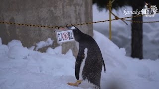 旭山動物園 ジェンツーペンギン41番「立入禁止」で遊ぶ [upl. by Anahsirk]