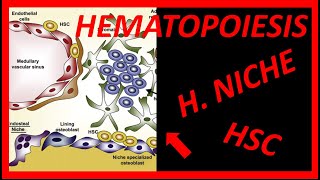 HEMATOPOIESIS and REGULATION of HEMATOPOIETIC STEM CELLS 2 NICHES and MUCH MORE 💥💥💥 [upl. by Eenolem]